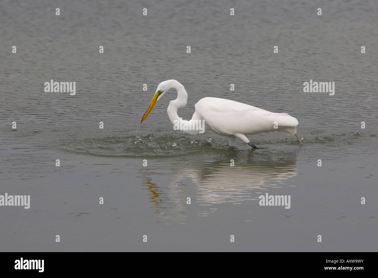 Airone bianco maggiore Casmerodius alba in laguna costiera Fort Myers Beach Florida USA Foto Stock