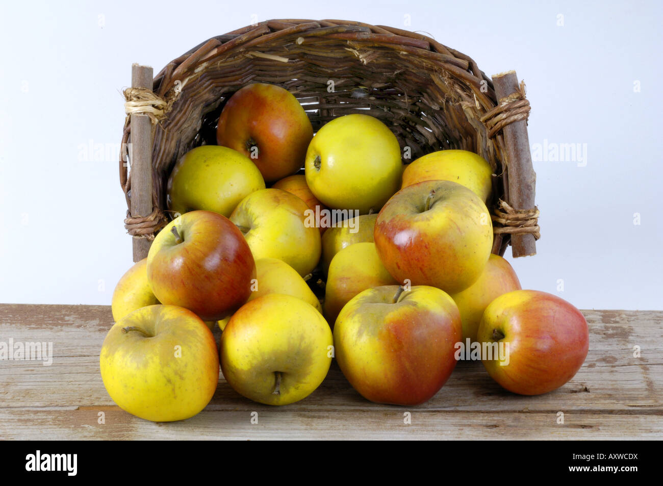 Apple tree (malus domestica), le mele in un cestello, sorta Goldparmaene Foto Stock