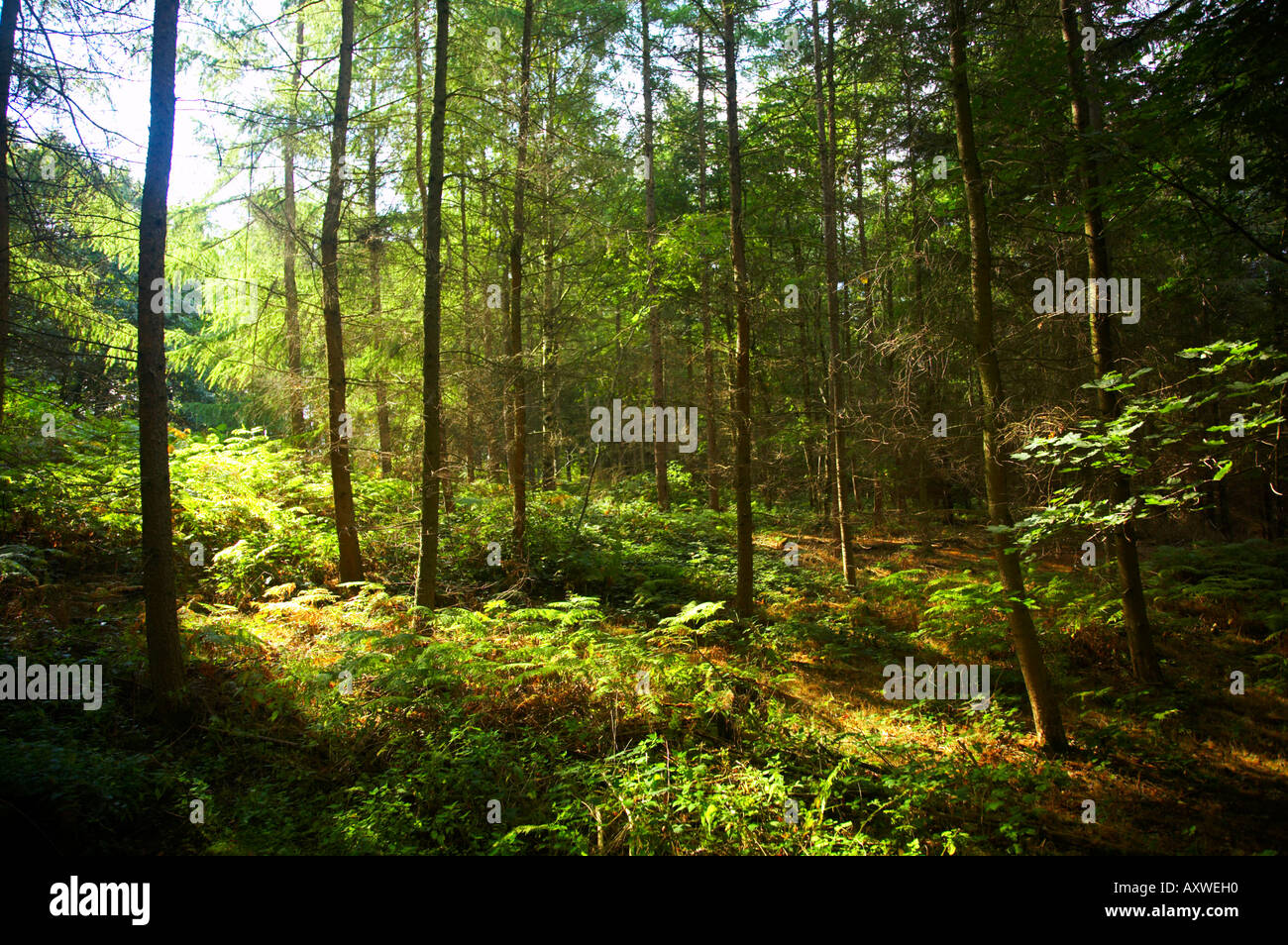 Inghilterra Worcestershire Wyre Forest un tipico esempio di bosco all'interno di questa commissione forestale area Foto Stock