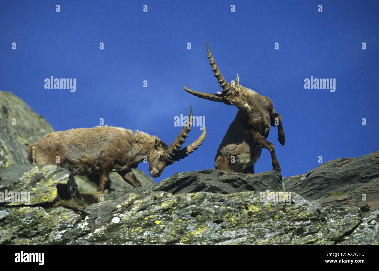 Stambecco delle Alpi (Capra ibex), combattimento, Germania Foto Stock