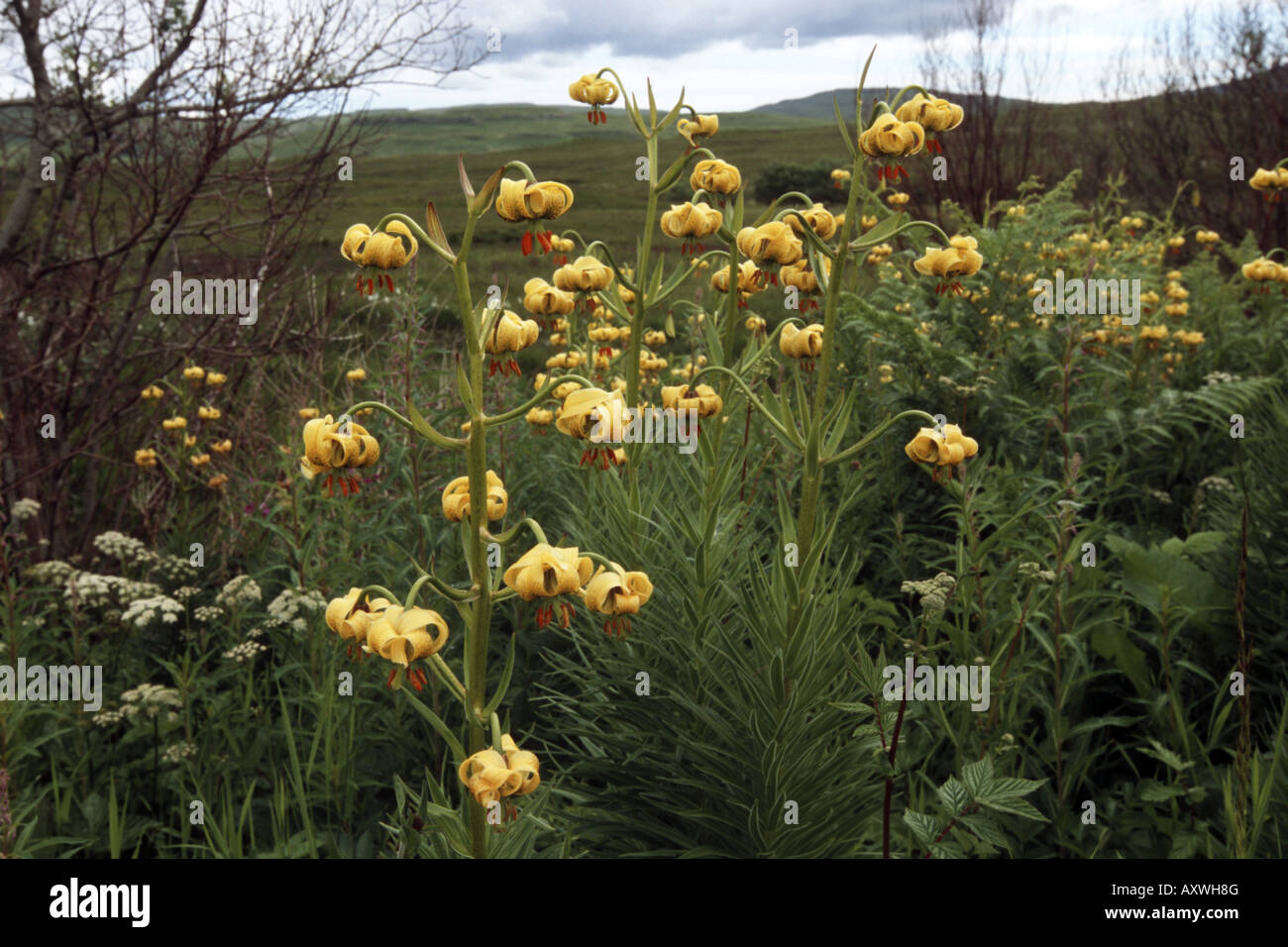 Lily (Lilium spec.), in un giardino, Regno Unito, Scozia, Isola di Skye Foto Stock