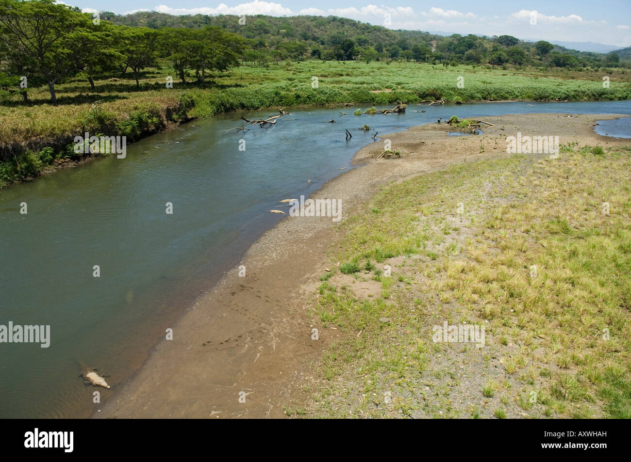 Coccodrilli visto dal ponte sul fiume Tarcoles, vicino a Puntarenas, Costa Rica Foto Stock