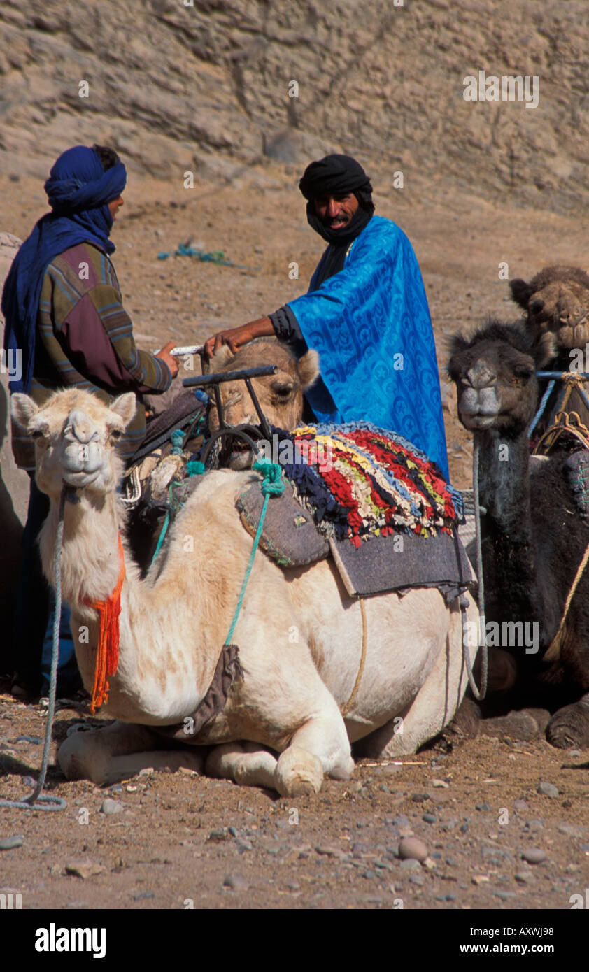 I cammelli con driver berbero Zagora Marocco Foto Stock