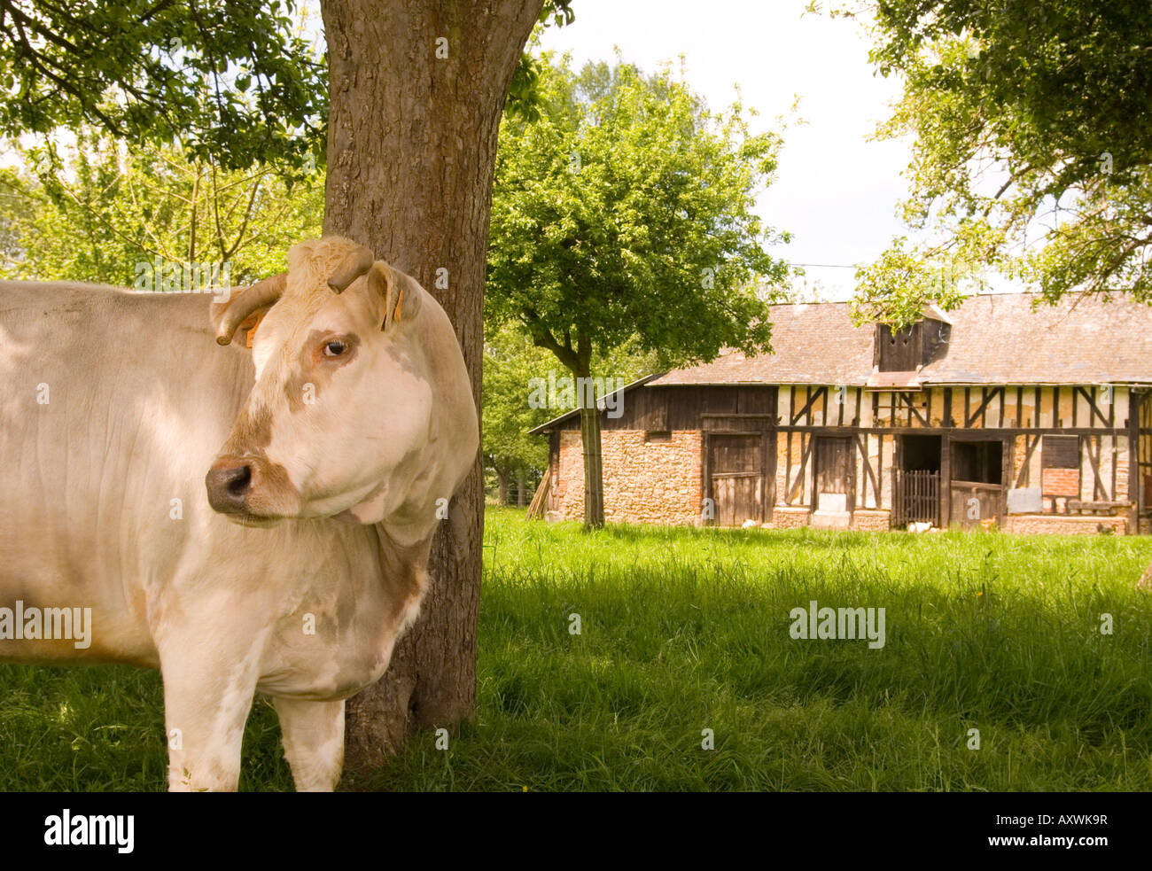Una mucca di fronte a un vecchio tradizionale francone fienile in Normandia, Francia, Europa Foto Stock