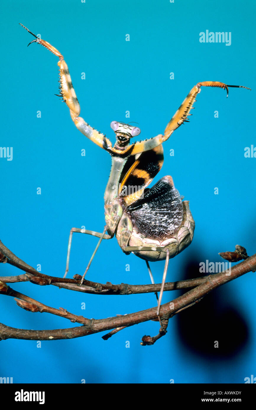 Budwing Mantis (Parasphendale agrionina), femmina adulta, minaccia il display Foto Stock
