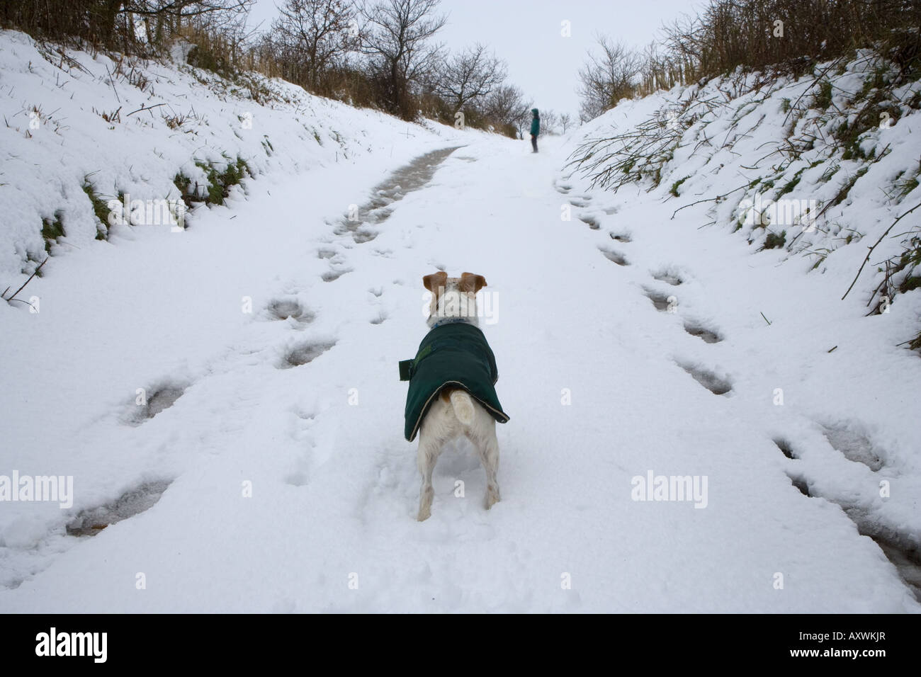 Jack Russell Terrier in inverno la neve Norfolk Foto Stock