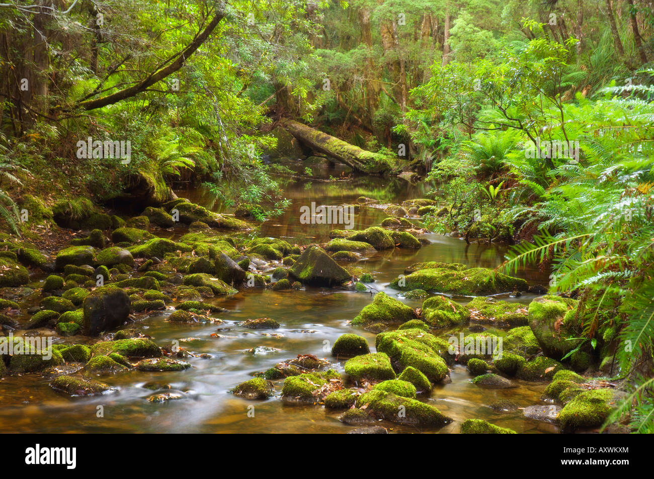 Creekton rivolo, foreste del Sud, in Tasmania, Australia Pacific Foto Stock