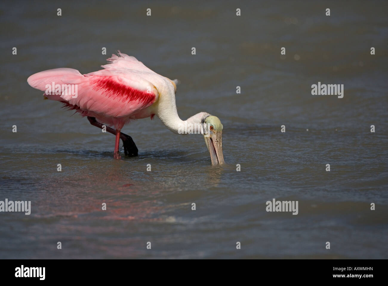 Roseate Spoonbill Ajaia ajaja Florida USA Foto Stock