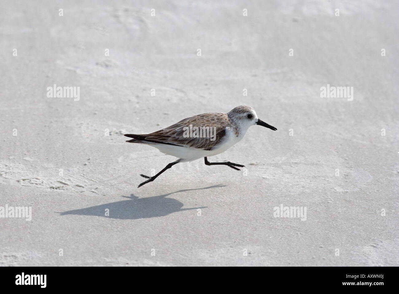 Sanderling Calidris alba sulla spiaggia di Fort Myers Florida Foto Stock