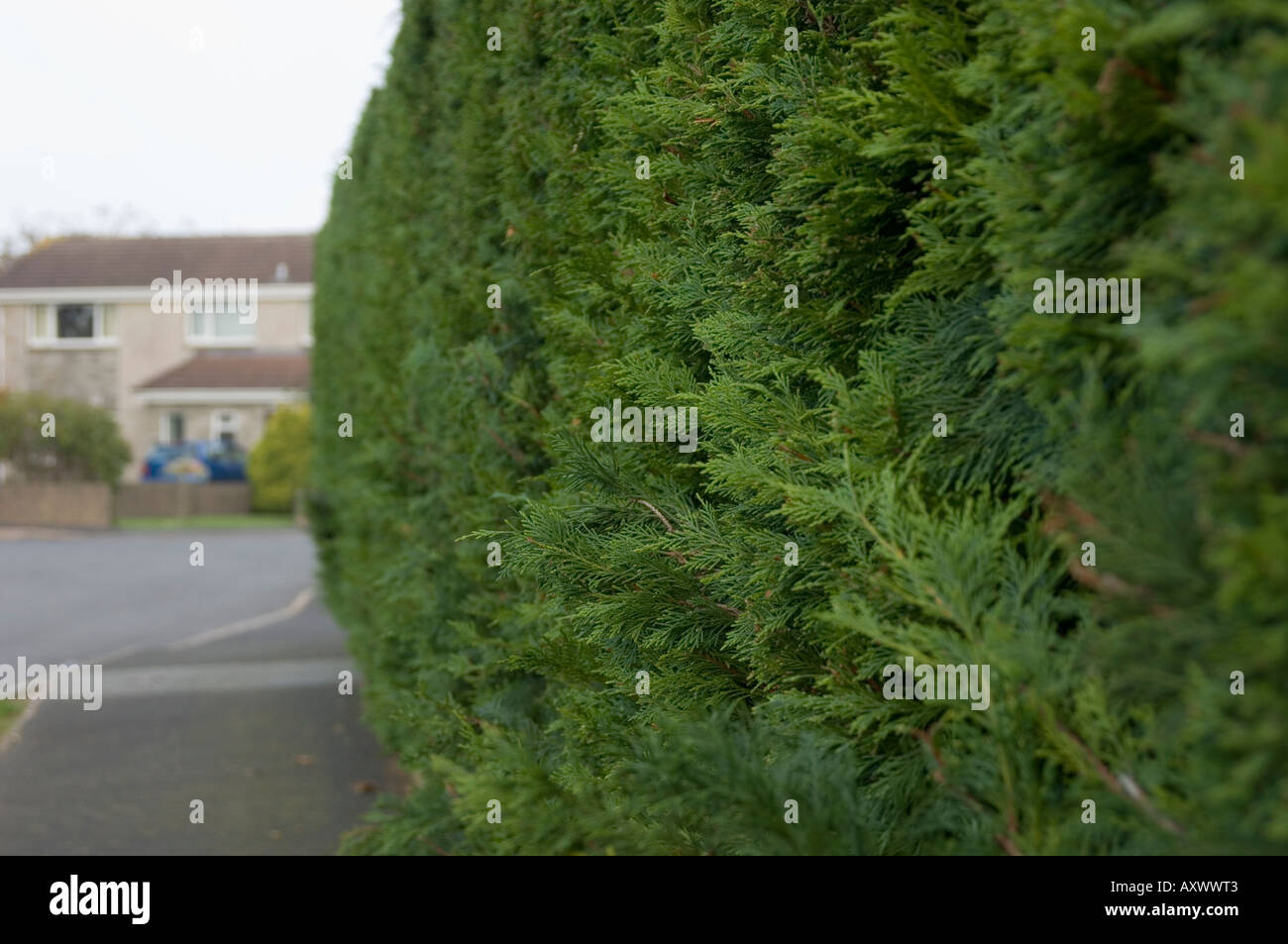 Laylandeii hedge alloggiamento suburbana station wagon CYPRESSOCYPARIS LEYLANDII HAGGERSTON Foto Stock