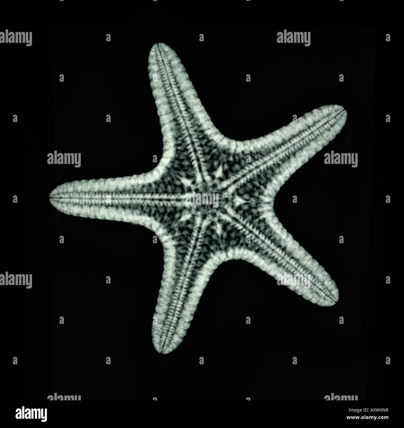 Digitalmente potenziata a raggi x di una stella di mare Foto Stock