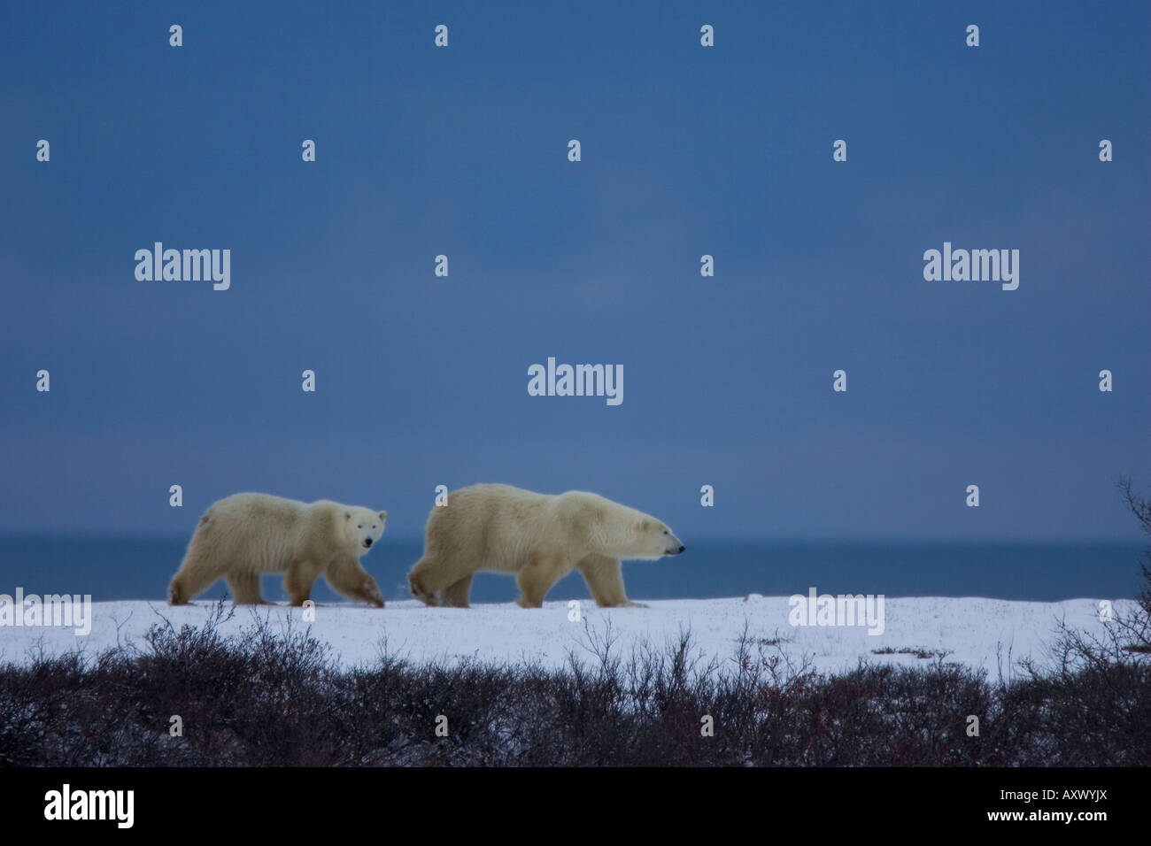 Orso polare con un cub, Ursus maritimus, Churchill, Manitoba, Canada, America del Nord Foto Stock