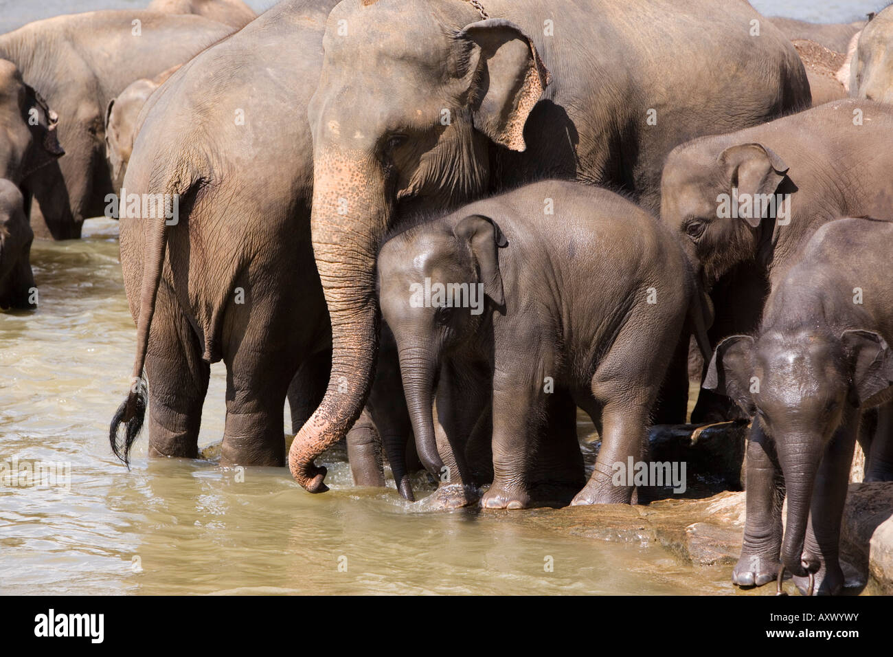 Gli elefanti balneazione nel fiume, Pinnewala Elephant Orfanotrofio, vicino a Kegalle, Hill Country, Sri Lanka, Asia Foto Stock