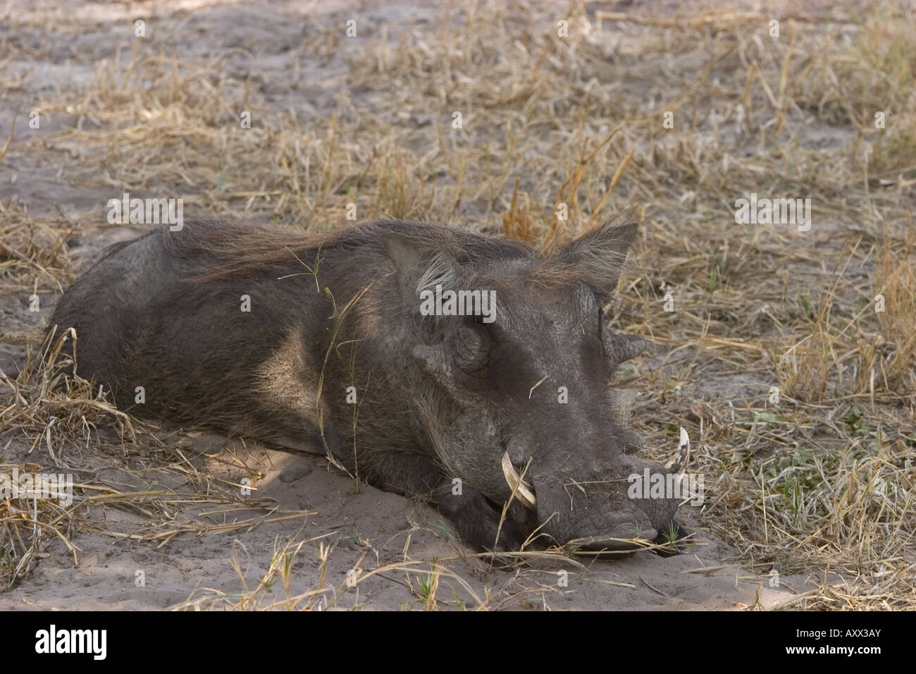 Warthog, Phacochoerus africanus, Savuti, Chobe National Park, Botswana, Africa Foto Stock