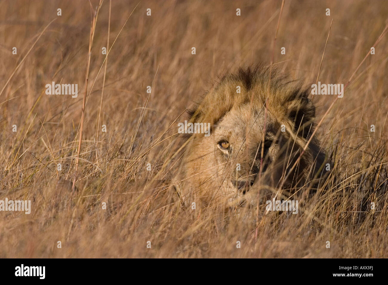 Lion Panthera leo, riserva Moremi, Botswana, Africa Foto Stock