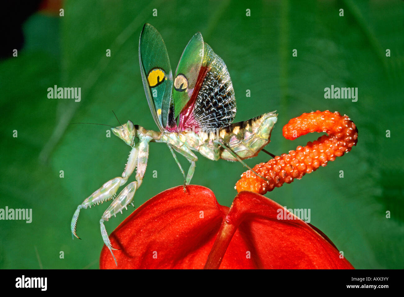 Flower Mantis (Creobroter pictipennis) su un Anthurium fiore Foto Stock