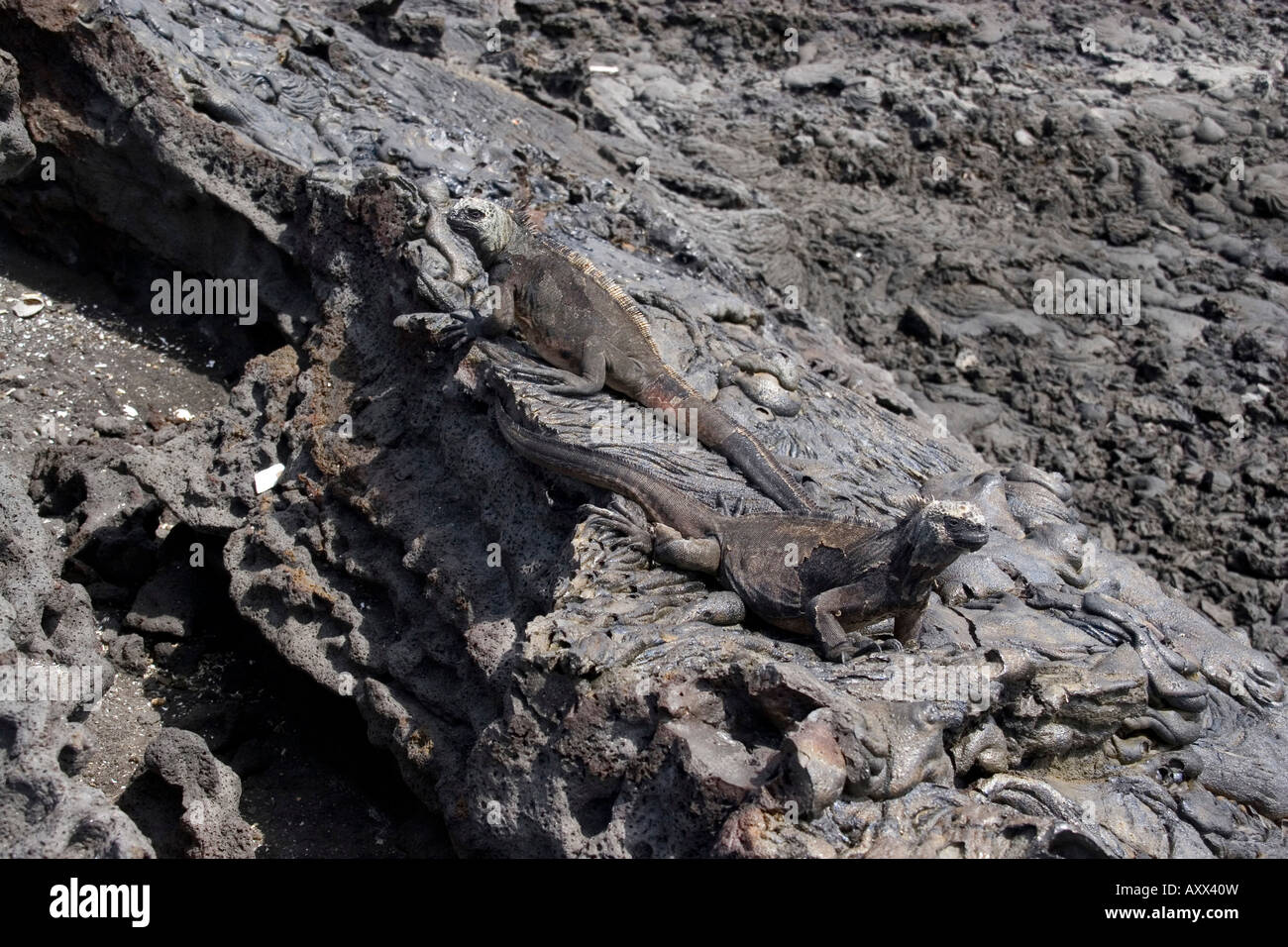 Galapagos iguane marine s sono ben nascosti sulla roccia vulcanica Foto Stock
