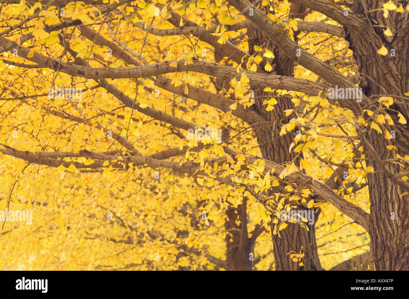 Gingko alberi in autunno e il Tempio del Paradiso Park, Pechino, Cina e Asia Foto Stock