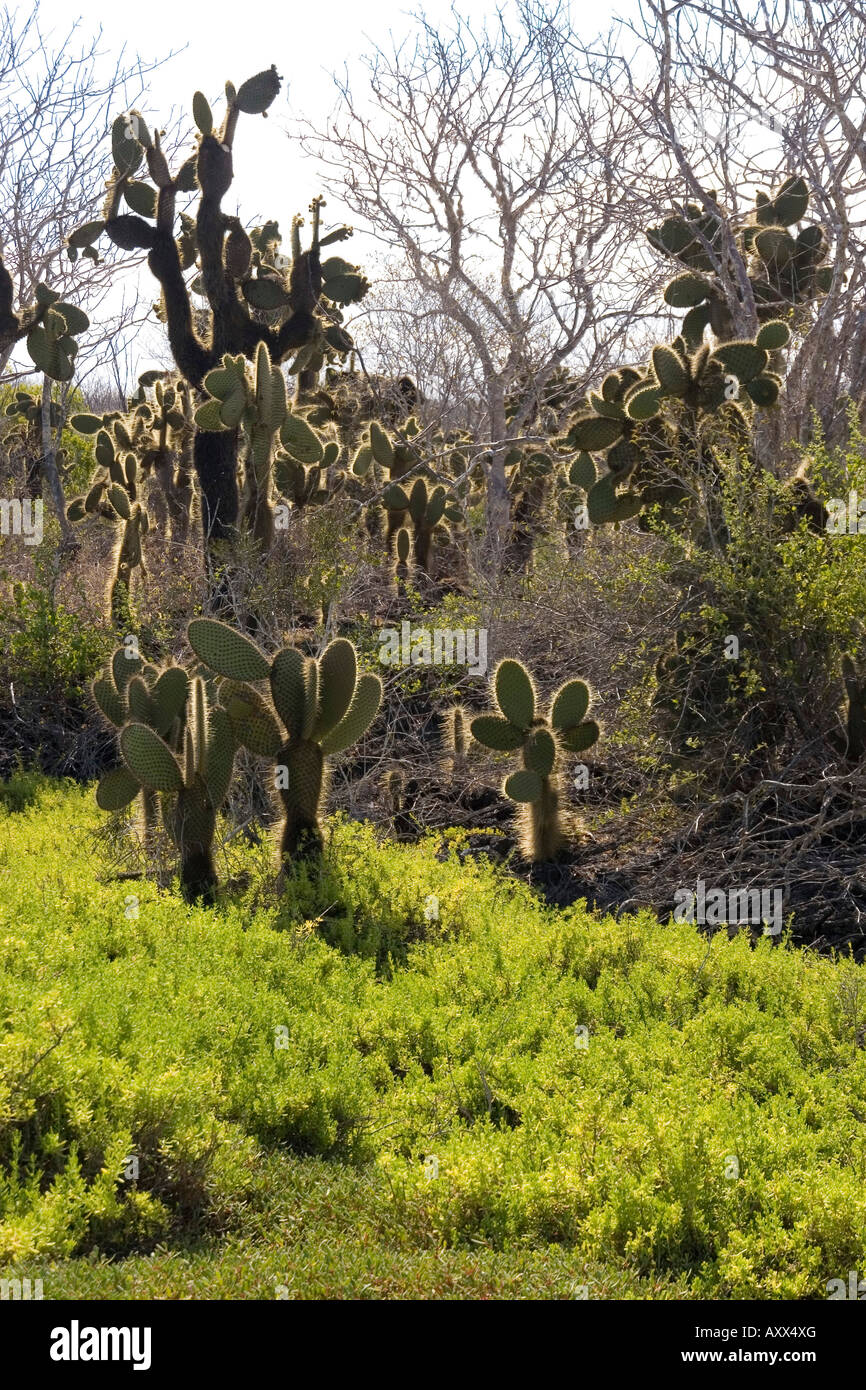 Giant Ficodindia Cactus cresce sull isola di Santa Cruz Foto Stock