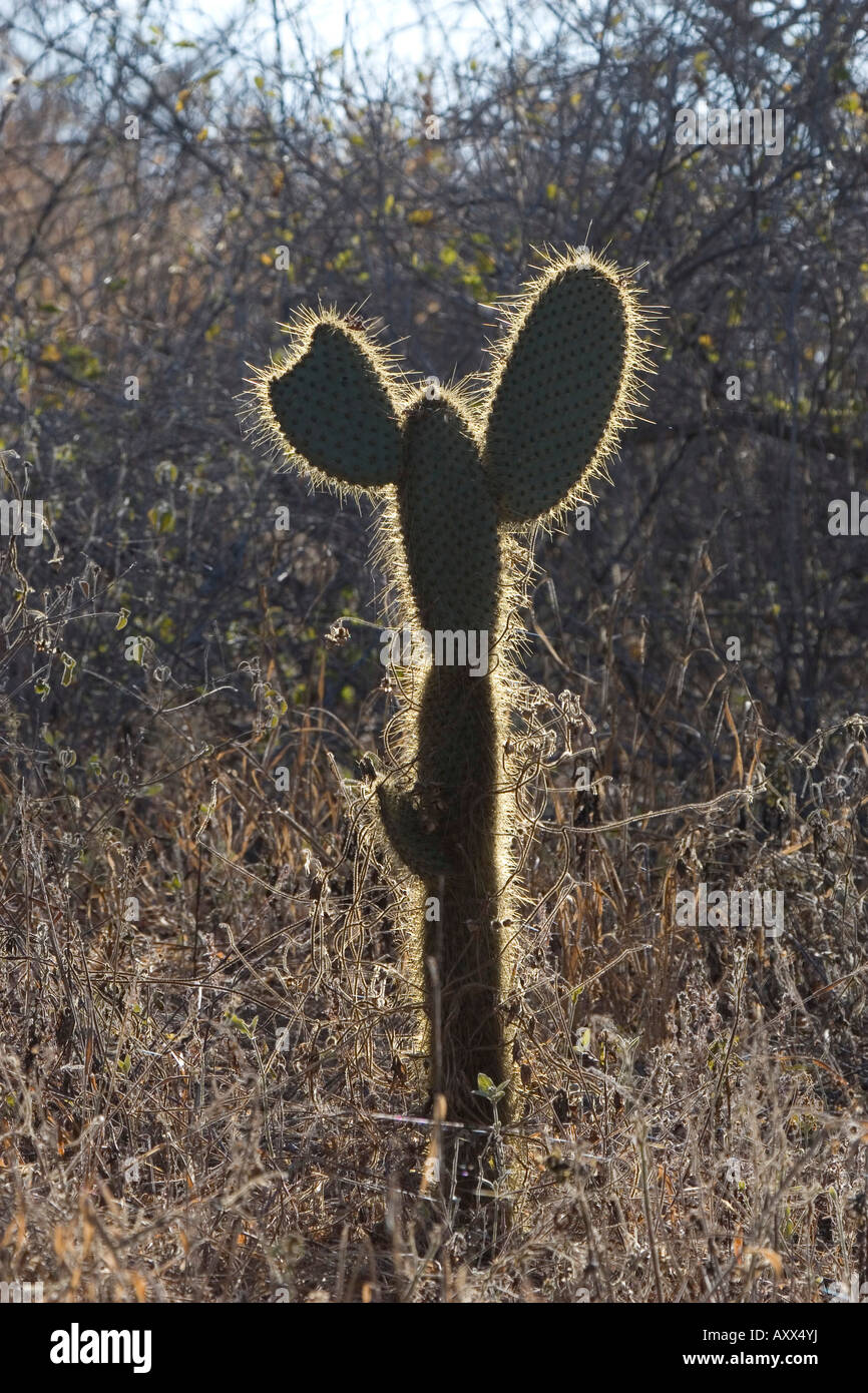 Giant ficodindia cactus giovane pianta cresce sull isola di santa cruz galapagos Foto Stock