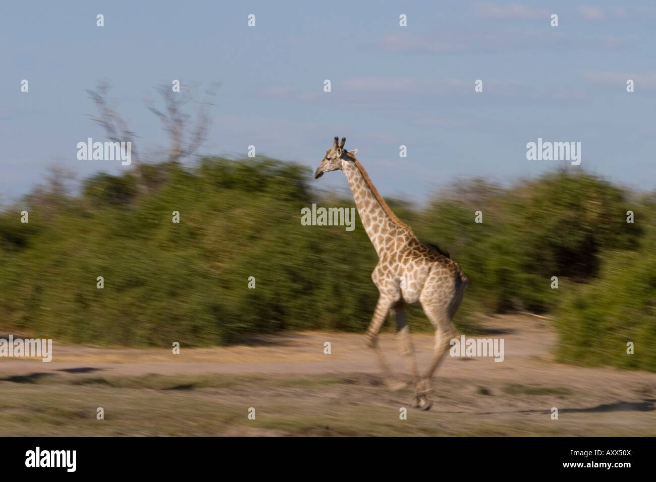 La giraffa, Giraffa camelopardalis, Chobe National Park, Botswana, Africa Foto Stock
