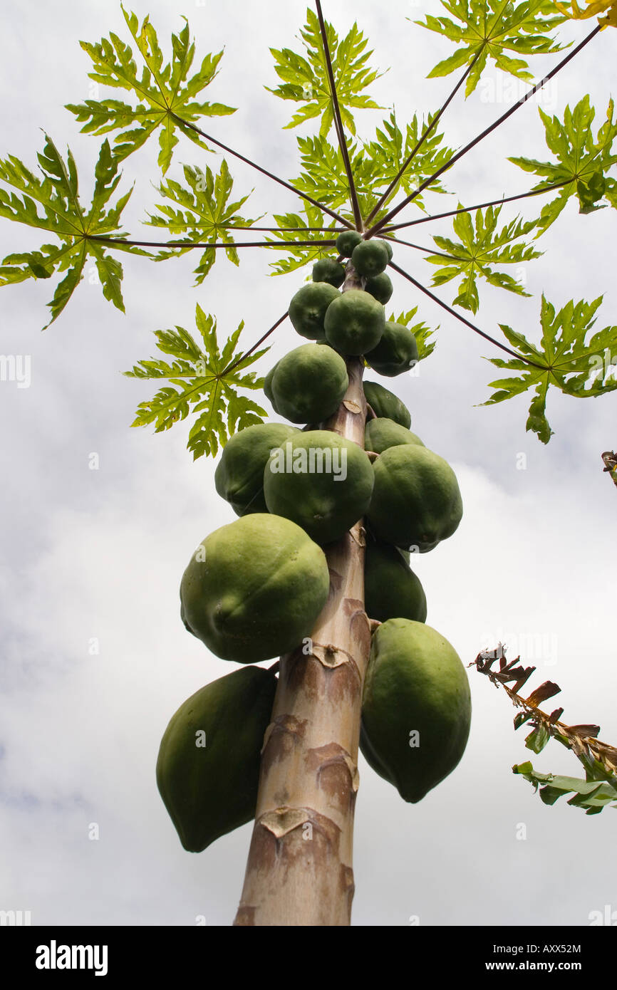 Papaya frutto crescono sul tronco dell'albero Foto Stock