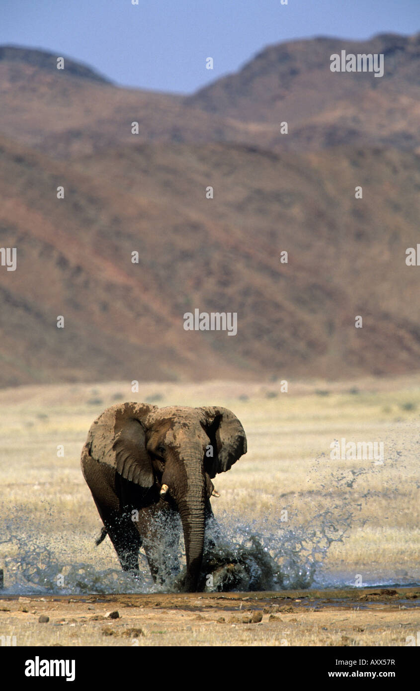 Deserto-abitazione, Elefante africano (Loxodonta africana africana), secco fiume Hoanib, Kaokoland, Namibia Foto Stock