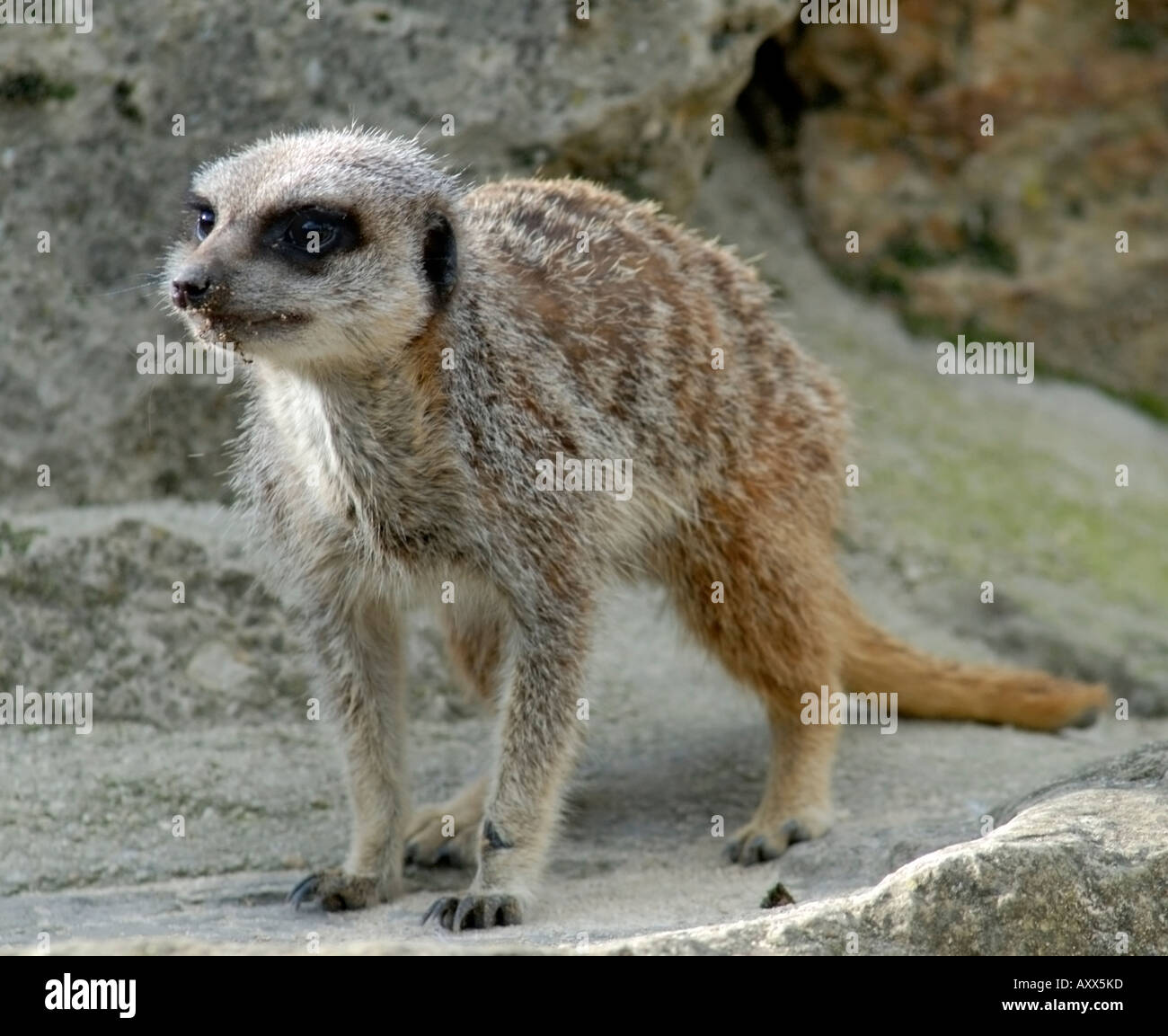 Meerkat Slender-Tailed Foto Stock