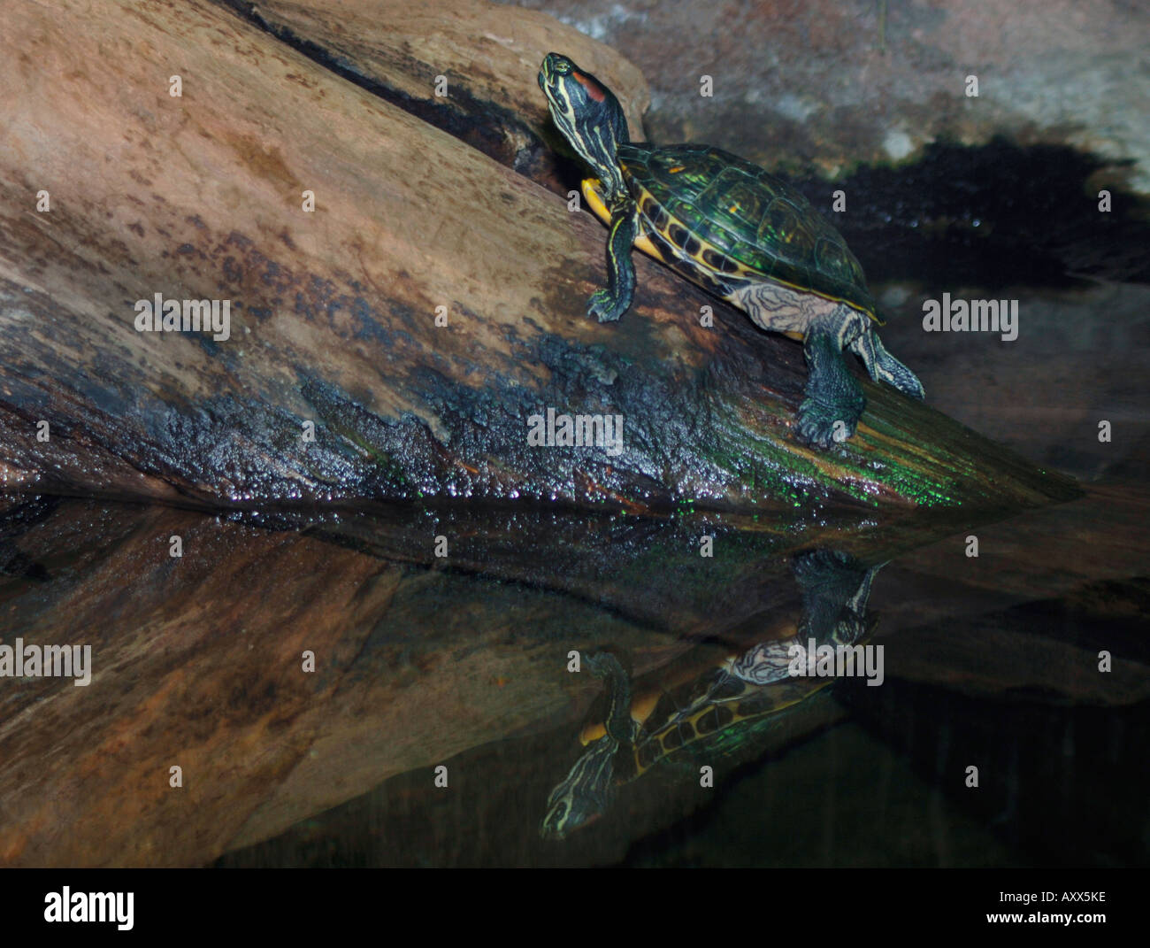 Rosso Tartaruga dalle orecchie(Trachemys scripta elegans) Foto Stock