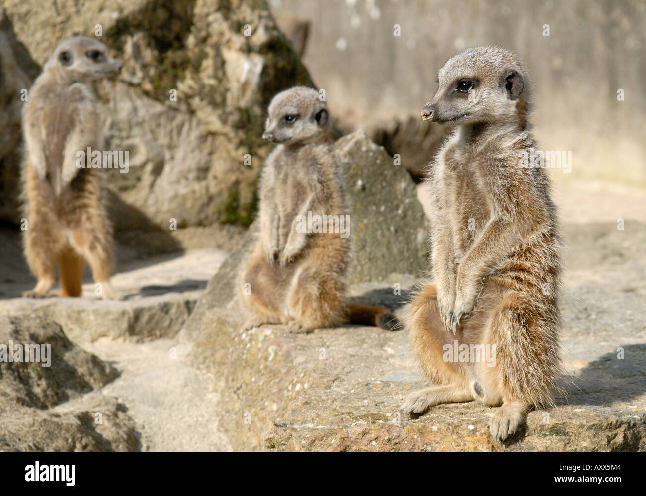 Meerkats Slender-Tailed Foto Stock