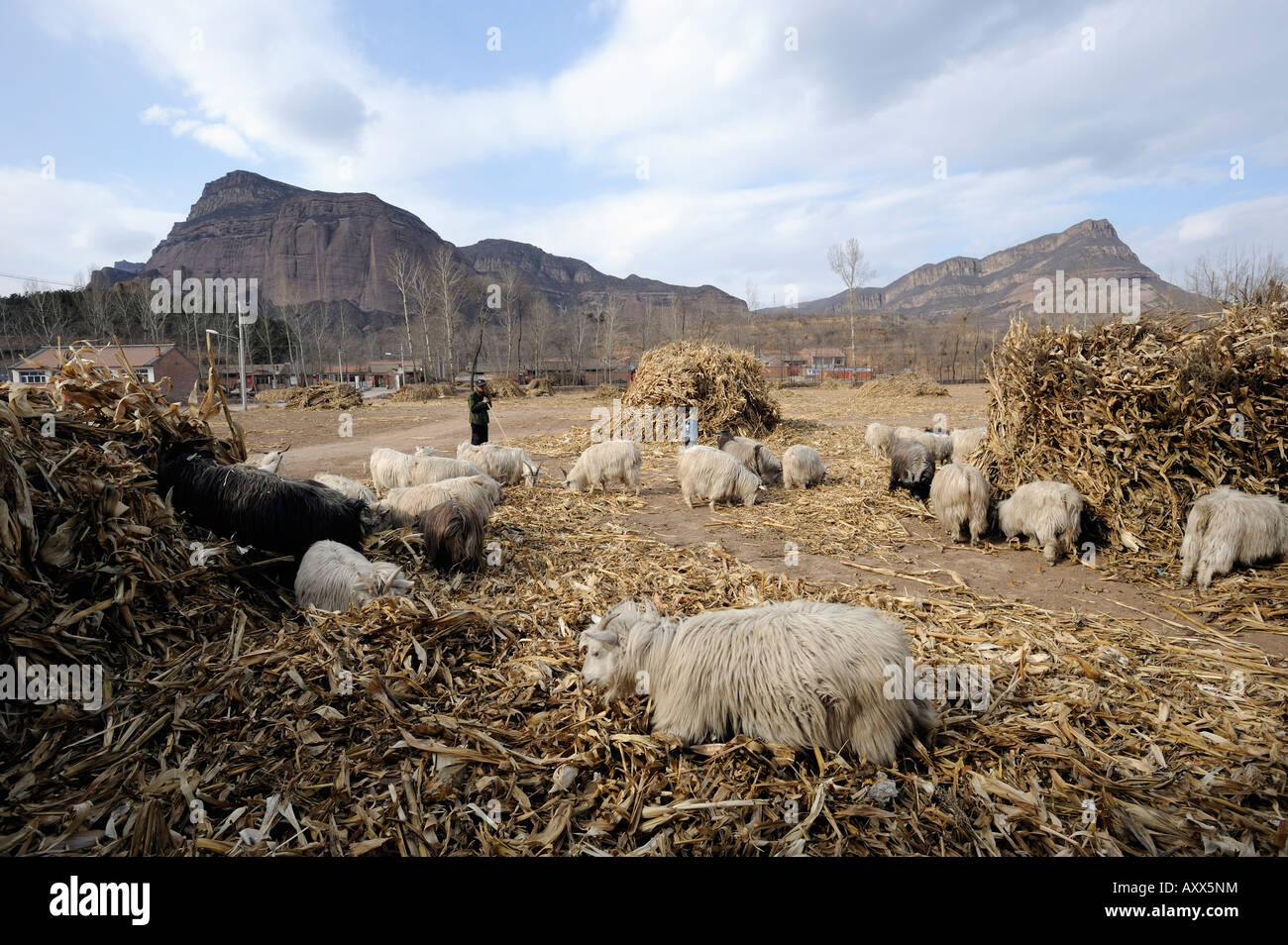 Un agricoltore pastore allevamenti ovini in un villaggio nella contea di Chicheng, nella provincia di Hebei (Cina). 28-Mar-2008 Foto Stock