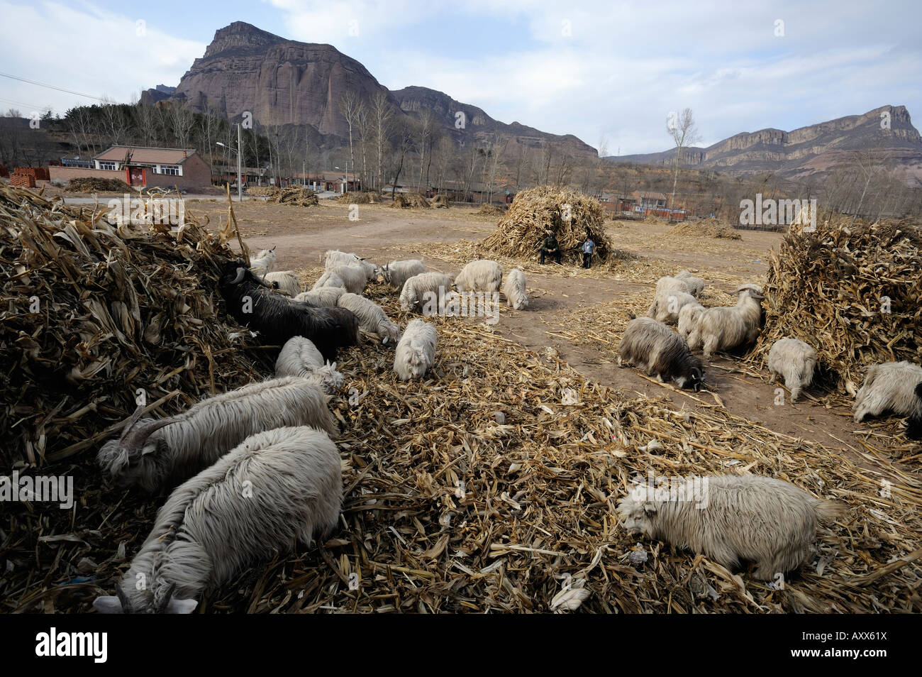 Un agricoltore pastore allevamenti ovini in un villaggio nella contea di Chicheng, nella provincia di Hebei (Cina). 28-Mar-2008 Foto Stock