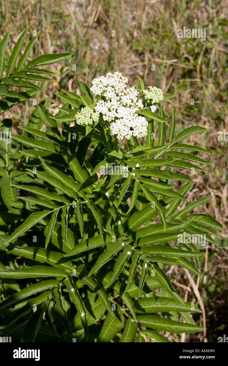 Dwarf Elder Sambucus ebulus fiore foglia e Ungheria i fiori sono una grande attrazione per le farfalle Foto Stock