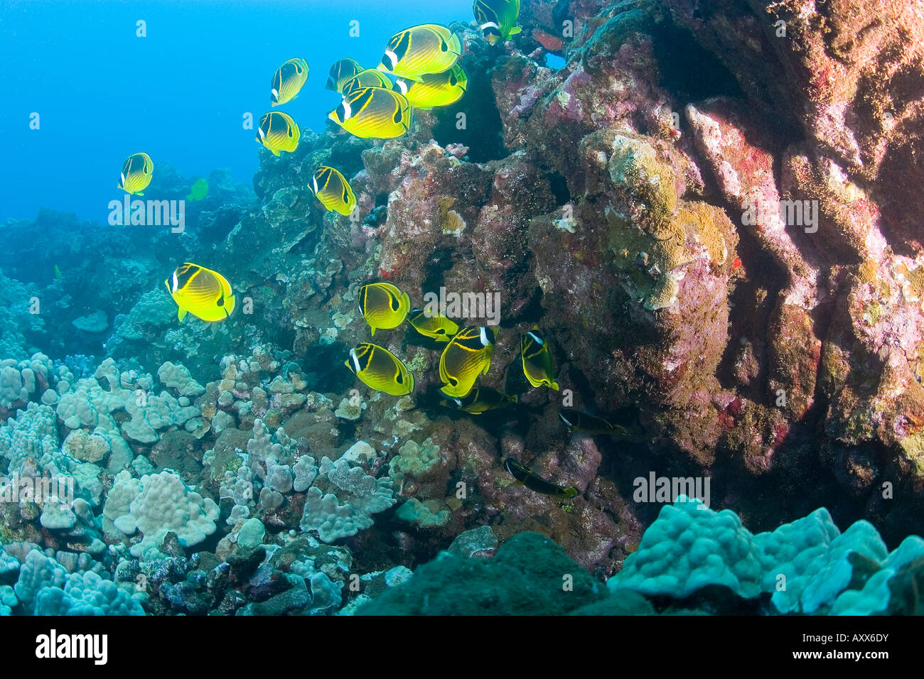 Raccoon pesci farfalla vicino a lanai, Hawaii Foto Stock
