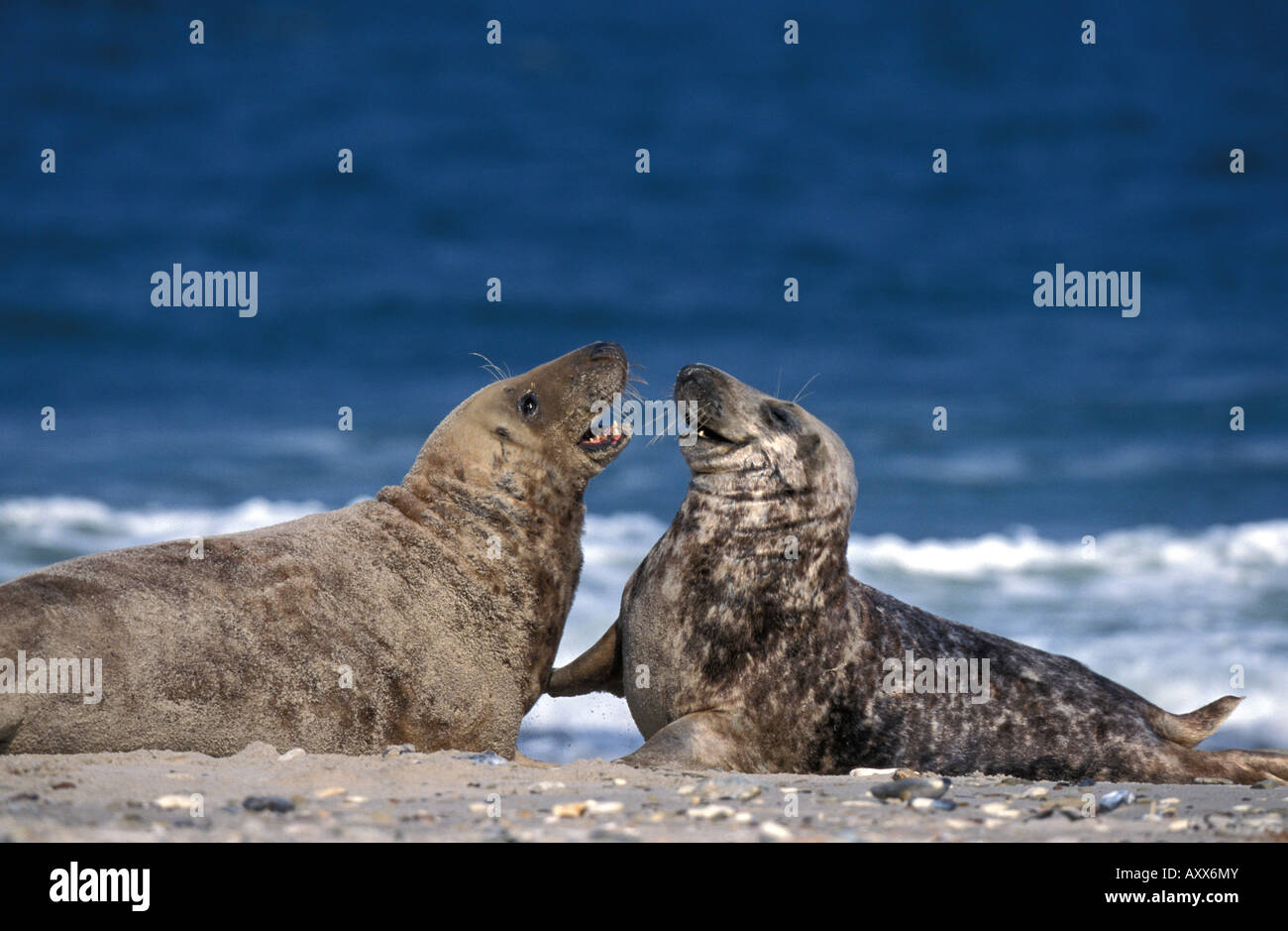Guarnizione grigio, (Halichoerus grypus), Helgoland, Schleswig-Holstein, Germania Foto Stock