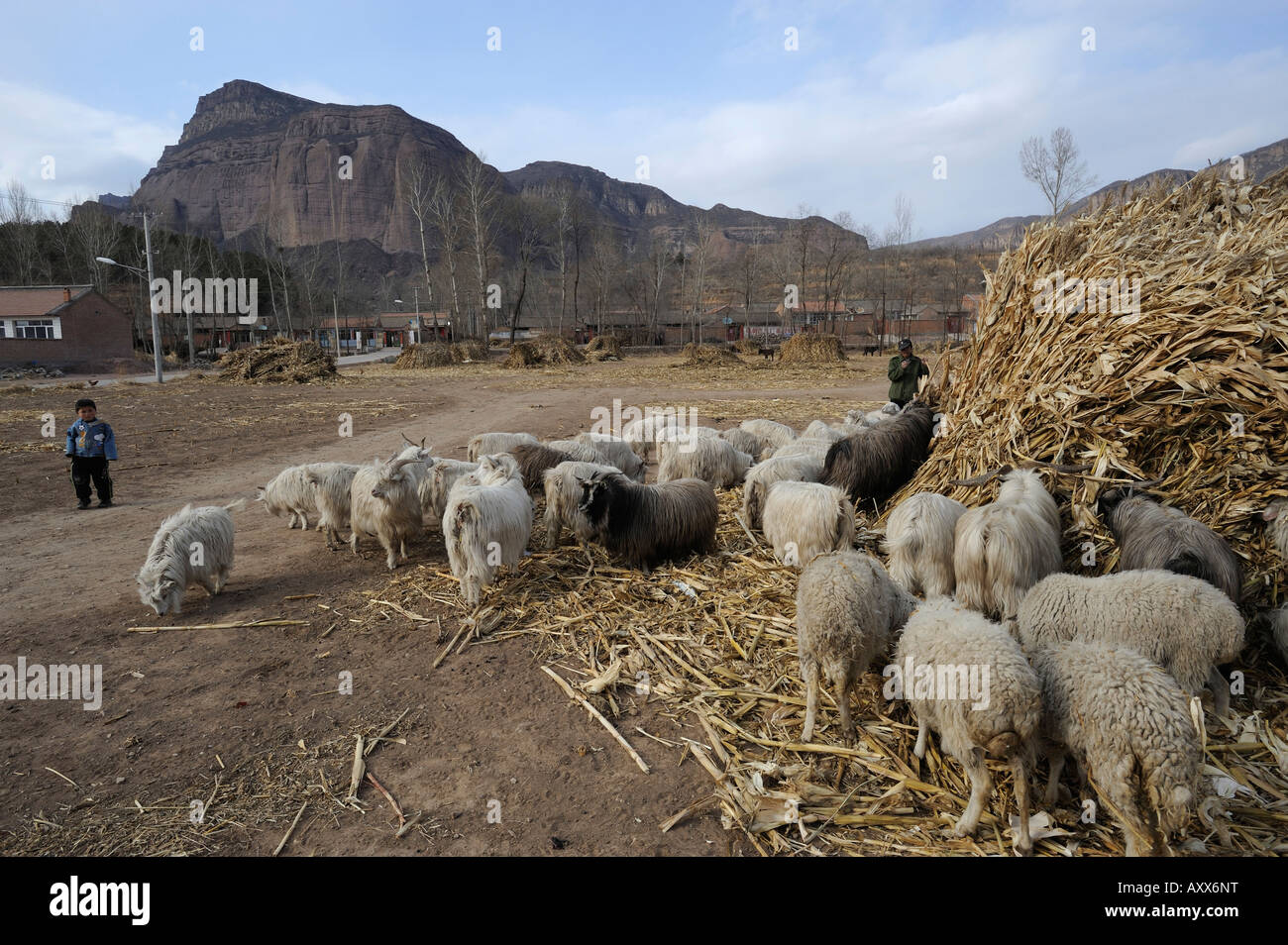 Un agricoltore pastore allevamenti ovini in un villaggio nella contea di Chicheng, nella provincia di Hebei (Cina). 28-Mar-2008 Foto Stock