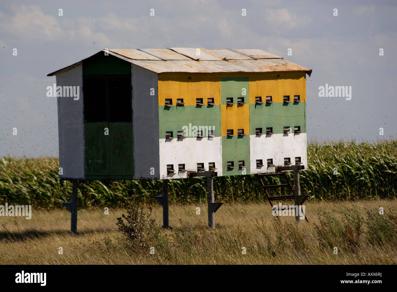 Mobile alveari di api utilizzate per l'impollinazione di fioritura colture quali maze e girasoli Foto Stock