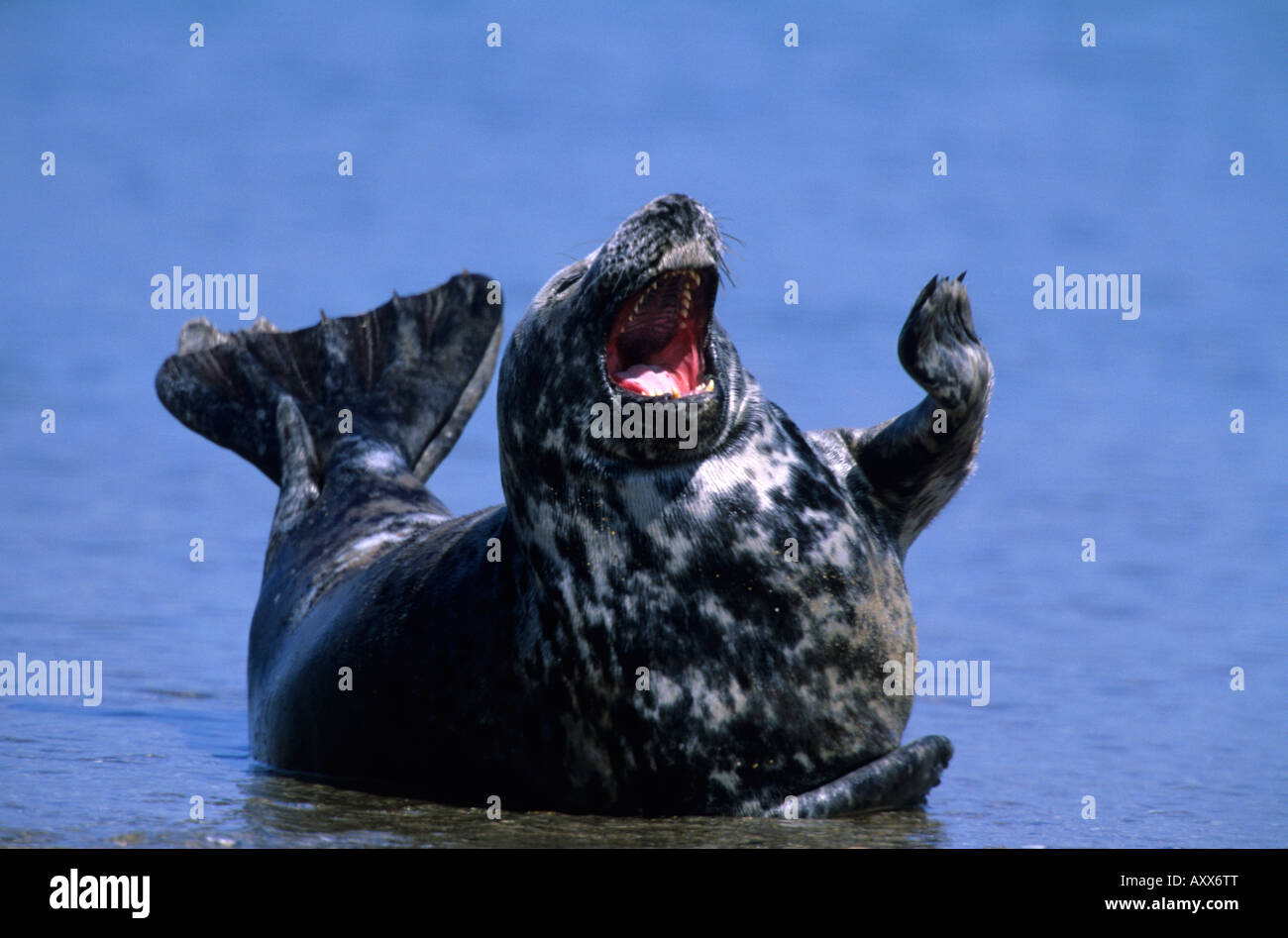 Guarnizione grigio, (Halichoerus grypus), Helgoland, Schleswig-Holstein, Germania Foto Stock