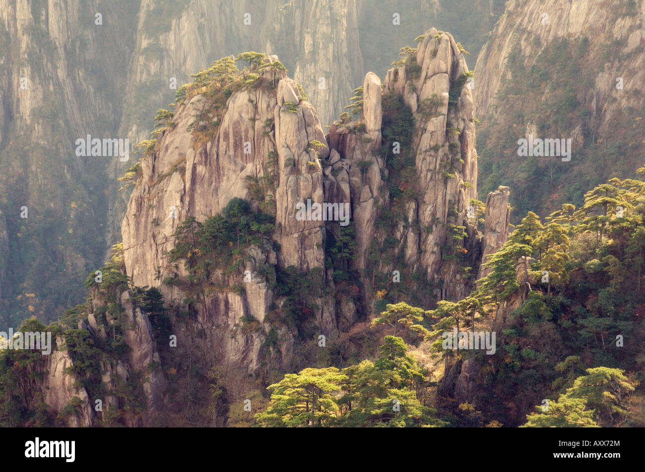 Rocce e alberi di pino, Nuvola Bianca Scenic Area, Huang Shan (gialle di montagna), il Sito Patrimonio Mondiale dell'UNESCO, provincia di Anhui, Cina Foto Stock