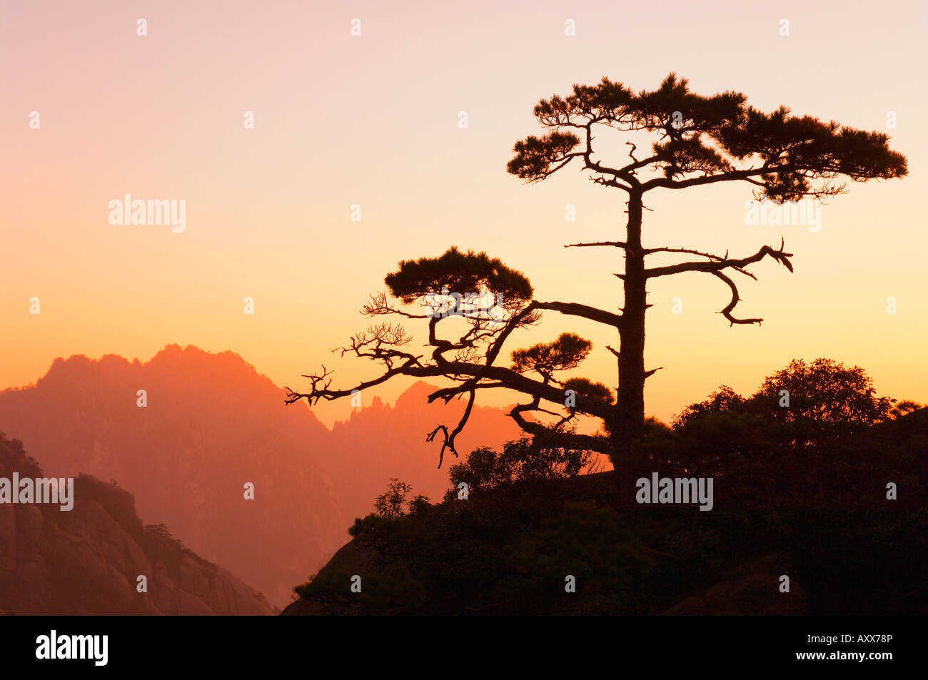 Pino, Nuvola Bianca Scenic Area, Huang Shan (gialle di montagna), il Sito Patrimonio Mondiale dell'UNESCO, provincia di Anhui, Cina e Asia Foto Stock