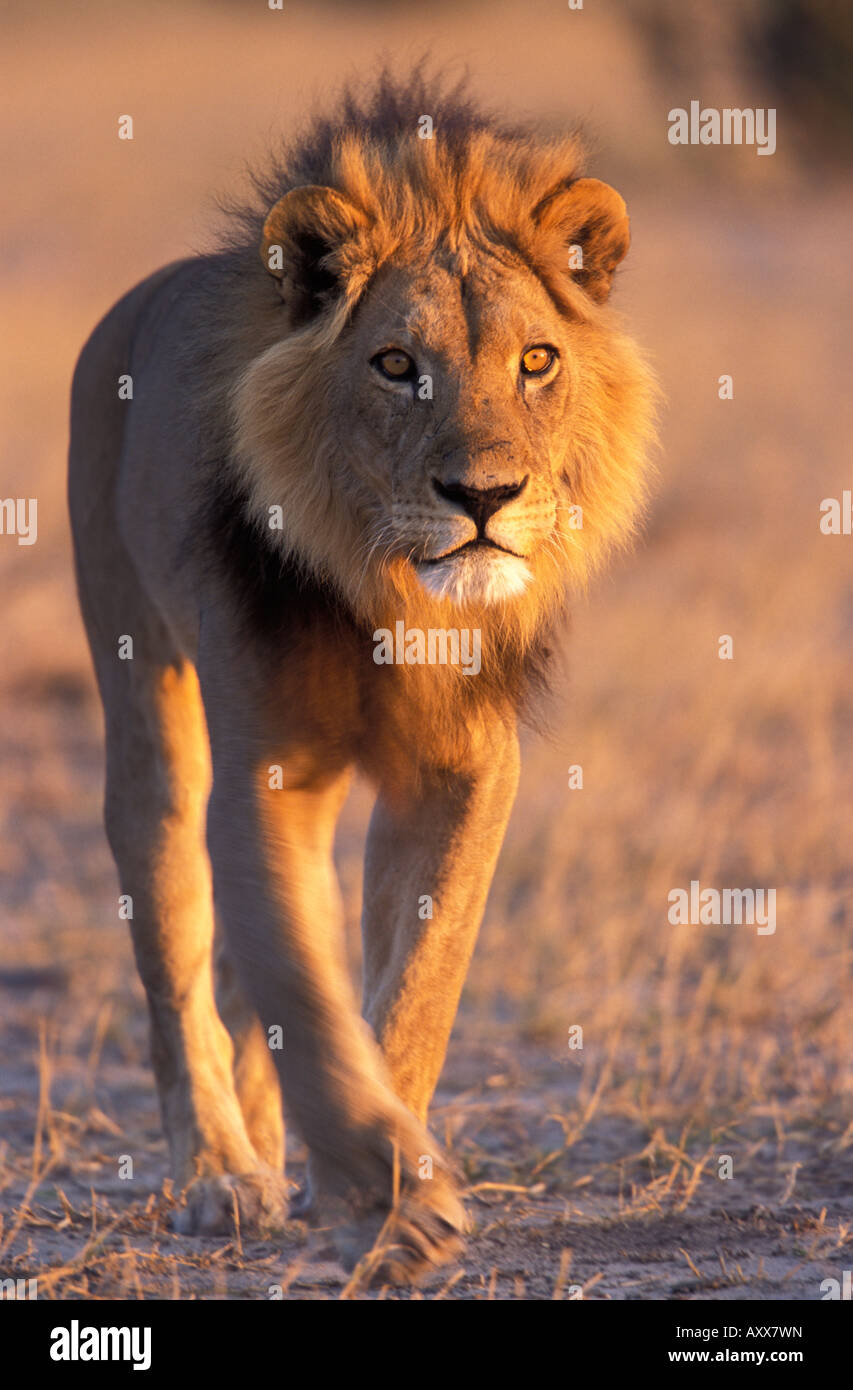Lion (Panthera leo), Savuti, Chobe National Park, Botswana Foto Stock