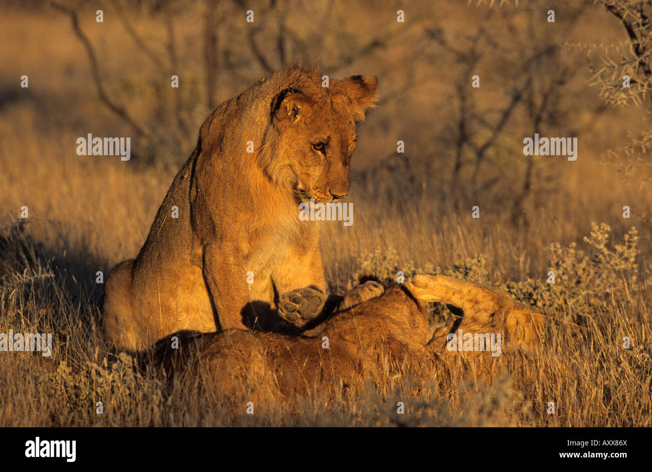 Lion (Panthera leo), Etoscha National Park, Namibia Foto Stock
