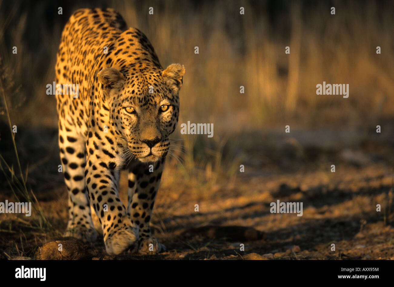 Leopard (Panthera pardus), Duesternbrook riserva privata, a Windhoek, Namibia Foto Stock