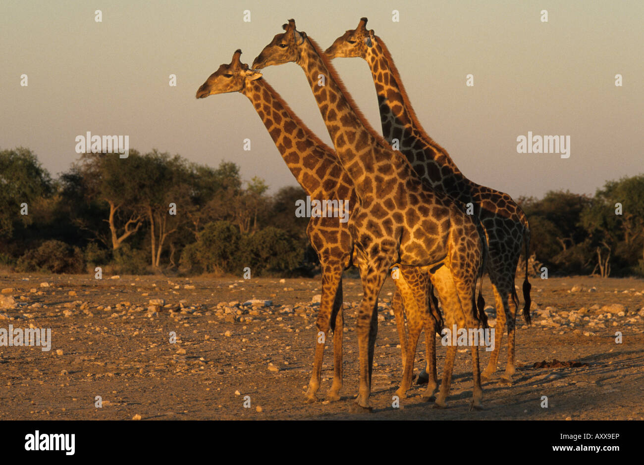 La giraffa, (Giraffa camelopardalis), Etoscha National Park, Namibia Foto Stock