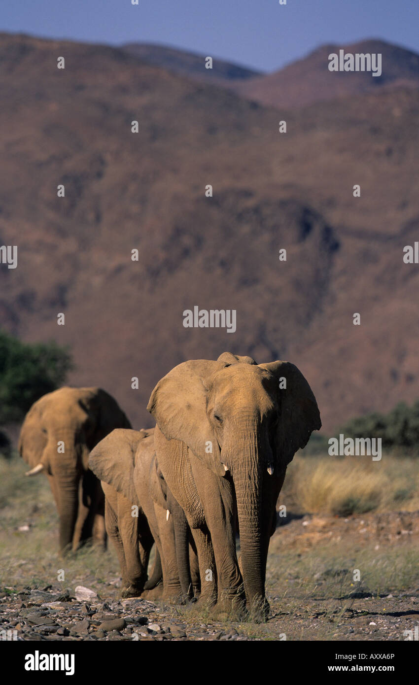 Deserto-abitazione, Elefante africano (Loxodonta africana), secco fiume Hoanib, Kaokoland, Namibia Foto Stock
