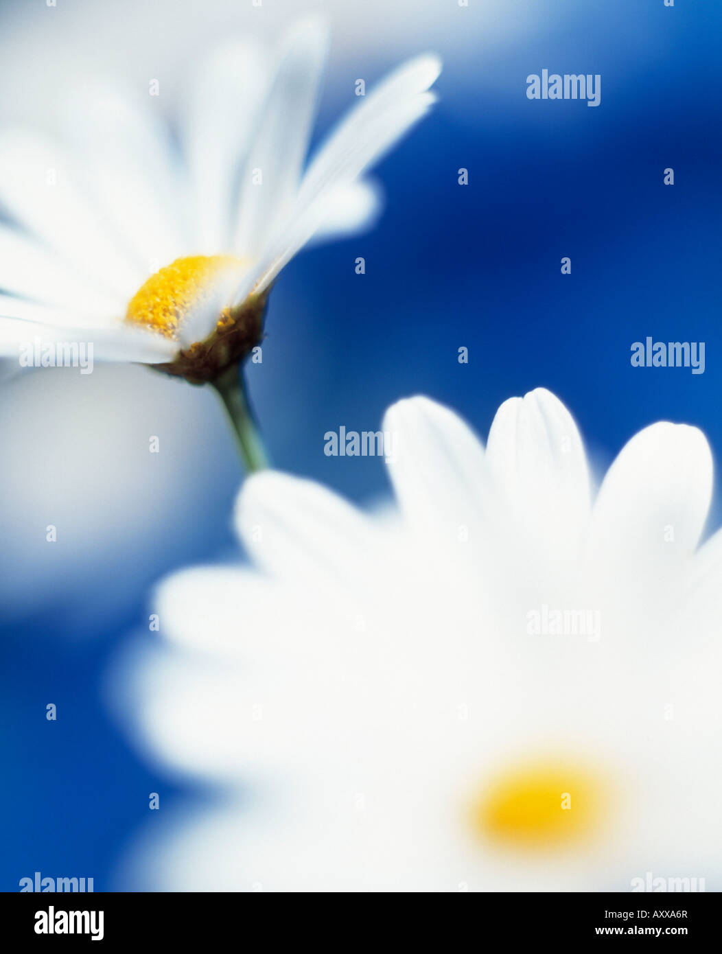 Daisy, occhio di bue, occhio di bue, Oxeye, Leucanthemum vulgare, bianco di piante e fiori Foto Stock