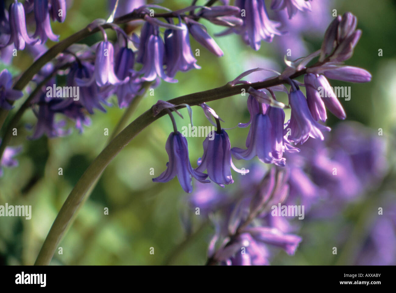 Bluebell, Spagnolo bluebell, Spagnolo, Hyacinthoides hispanica, Viola, Hyacinthoides hispanica Foto Stock
