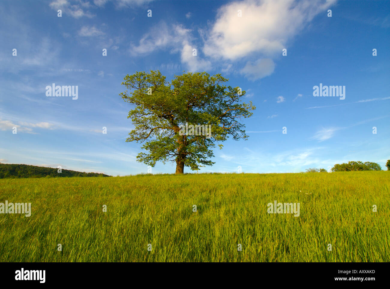 In europa IL REGNO UNITO Inghilterra Surrey solitaria quercia nel campo Foto Stock