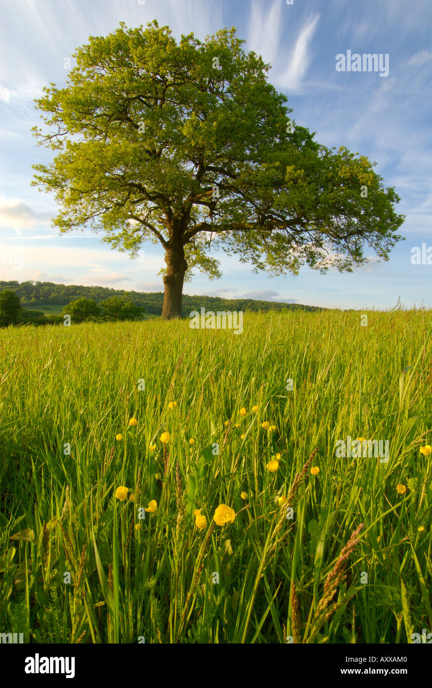 In europa IL REGNO UNITO Inghilterra Surrey solitaria quercia e fiori di campo in campo Foto Stock