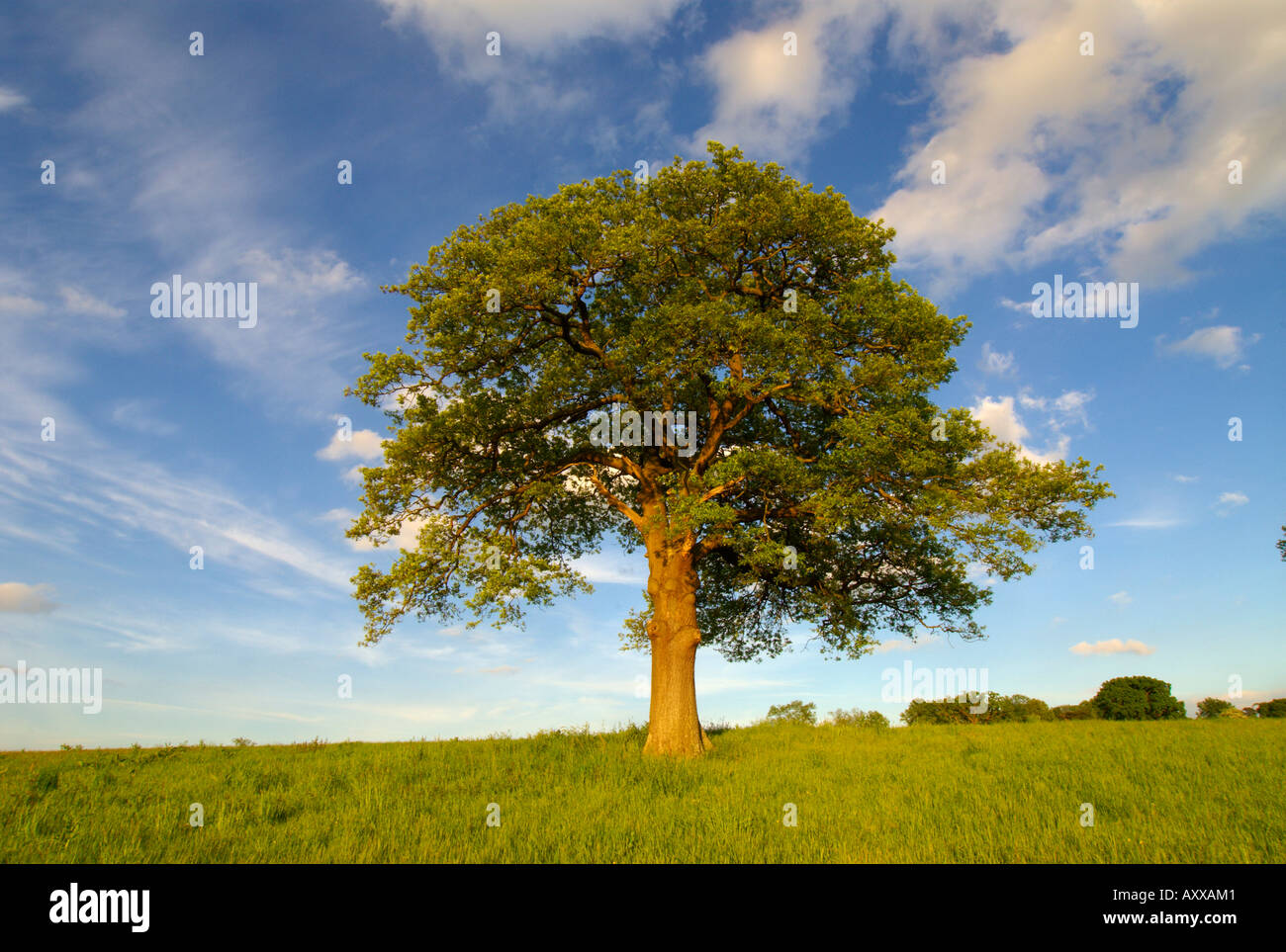 In europa IL REGNO UNITO Inghilterra Surrey solitaria quercia nel campo Foto Stock